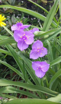 紫露草