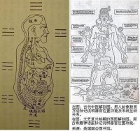 西醫解剖學研究