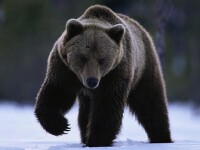 西伯利亞棕熊