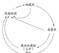 棉花立枯病