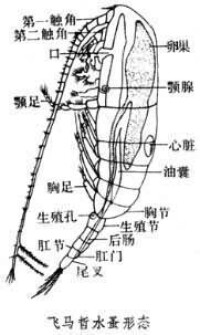 橈足綱