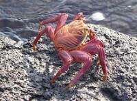 紅石蟹