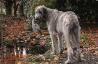 愛爾蘭獵狼犬