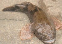 土步魚又名塘鱧、虎頭獃子