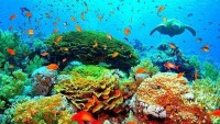 海底珊瑚的圖片