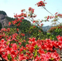 冠豸山植物