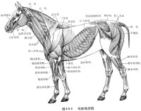 與顳骨的顴突合成顴弓