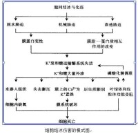 植物抗寒性