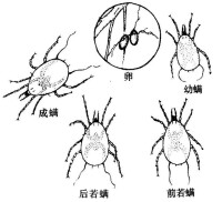 革蟎