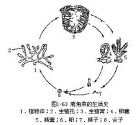 褐藻門