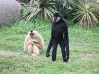 上海野生動物園