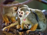 松鼠猴母與子