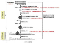 RNAi作用機制