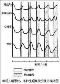 異相睡眠與慢波睡眠