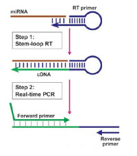 RT-PCR反應原理