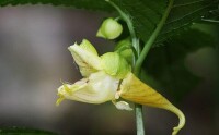 牯嶺鳳仙花