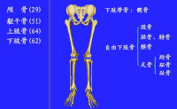 自由下肢骨