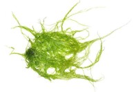 綠藻