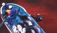 日本捕魚工人在捕殺海豚