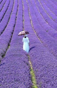 薰衣草紫色