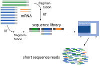 RNA-seq測序和分析