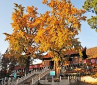 大寺森林公園景點