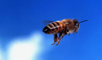 蜂蟎圖片
