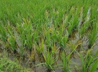 水稻黃矮病