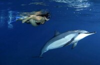 孕婦潛水引來海豚同游