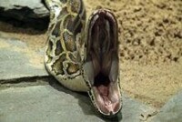 蟒蛇的口腔