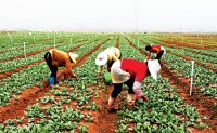 農業發展