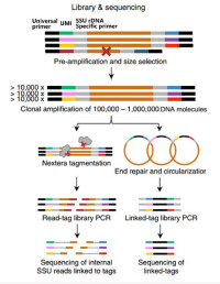 16SrDNA