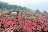 小水村[廣東省河源市連平縣上坪鎮下轄村]