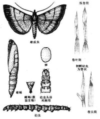 稻縱卷葉蟲