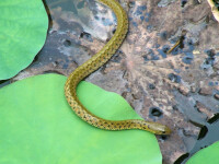 唐水蛇生態照片
