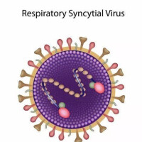 呼吸道合胞病毒