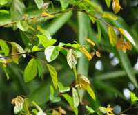 刺籬木 Flacourtia indica