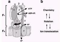 ATP合酶結構