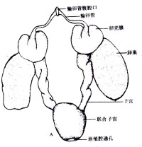 卵巢早衰簡易圖