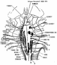 顱神經及其神經核