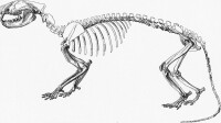 細齒獸化石與復原圖