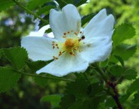 密刺薔薇 （原變種）