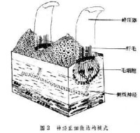 側線器官