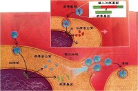 病毒載體轉染過程