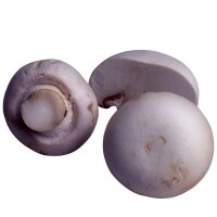 蒙古口蘑