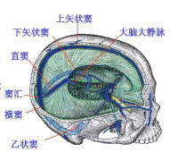 大腦大靜脈