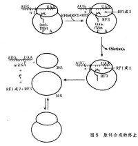 肽鏈合成的終止