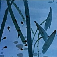 《小蝌蚪找媽媽》[1961年上海美術電影製片廠攝製水墨動畫片]