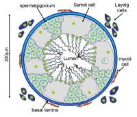 Sertoli cell