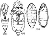 變態發育